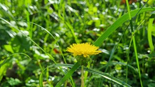 INDONESIA S BEAUTIFUL FLOWERS and PLANTS rulipurba thegrandtour tourtravels