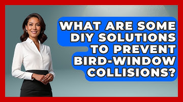 What Are Some DIY Solutions To Prevent Bird-window Collisions? - Bird Watching Diaries