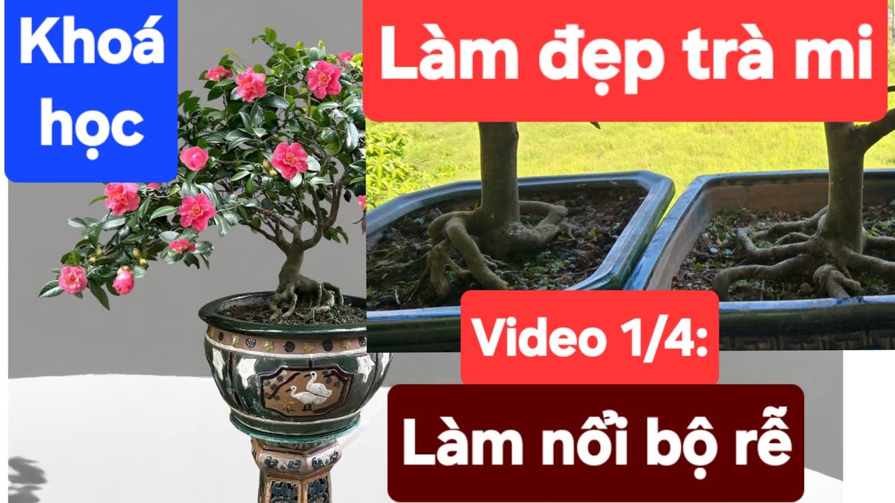 Khoá học: Làm đẹp trà mi. Video 1/5: Làm nổi bộ rễ cây trà