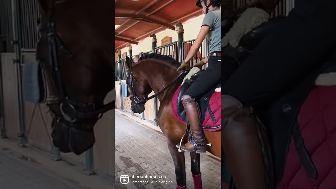 5 yo PRE Quality horse piro free.