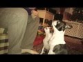 Boston Terrier tricks