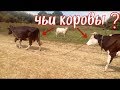 гоню коров домой своих и не только//электропастух доработки//коровы и электроизгородь