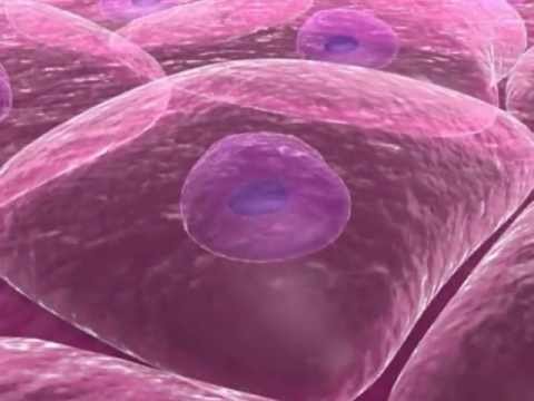 Shock Wave - Mechanism of Action - video from PulseVet