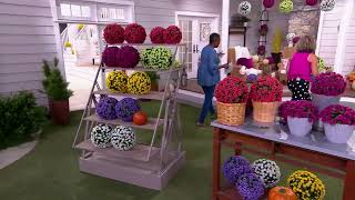 Wicker Park Set of 2 10 or 12 Faux Mum Garden Spheres on QVC