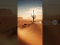 Meep Meep! Coyote vs Roadrunner: The Desert Showdown! 2512040230 🚀🌵😂 #Coyote#Roadrunner#funnyanimals