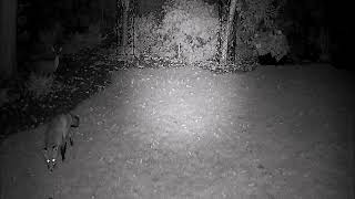 Fox Eats Hedgehog Brutal Attack