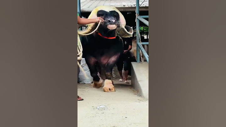 20 লক্ষ টাকার গরু! ২০২৫ সালের সেরা কুরবানির ষাঁড় || Quarbani Eid 2025 in Bangladesh || গরুর হাট ২০২৫