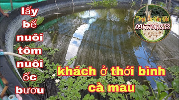 GIAO ỐC BƯƠU GIỐNG CHO KHÁCH Ở THỚI BÌNH CÀ MAU-TRẠI ỐC VĂN HẢI