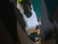 Gatita #Adorable on this #day