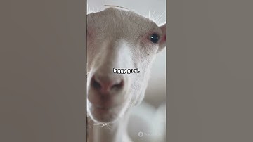 "The World’s Most Unbelievable Animal Mutations 🦎🔬 (Science Can’t Explain #5!)"