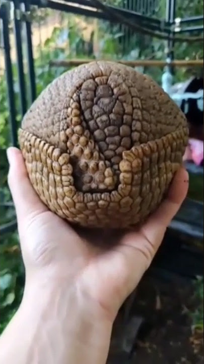 Armadillo 😯 #Animals