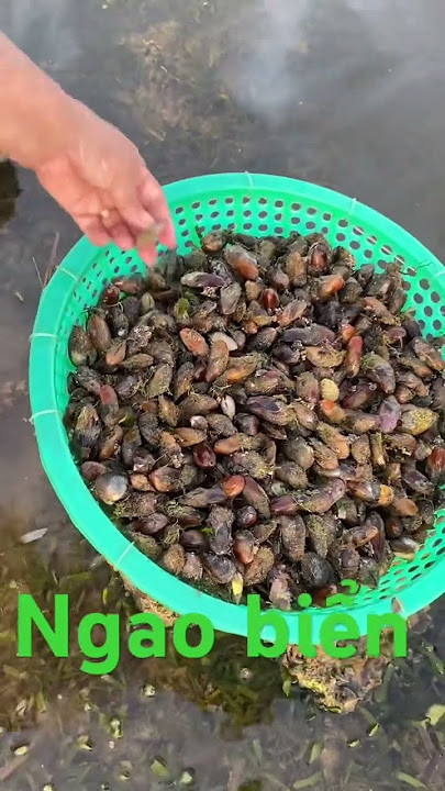 Bắt ngao biển tại làng biển Mỹ Quang Bắc/ An Chấn/Phú Yên