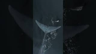 Massive Blue Whale Tail