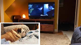Movie Night With Khaleesi the Bulldog