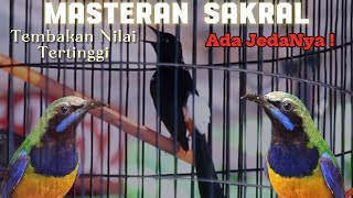 TEMBAKAN SAKRAL ❗Cucak Cungkok ❗1 Nafas 2-3 lagu