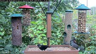 Gray Catbird Visits Feeder Platform In Sapsucker Woods – Sept. 7, 2023