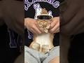 【tohji】に似てる？？？ #DOSHABURI #うさぎ #rabbit #bunny