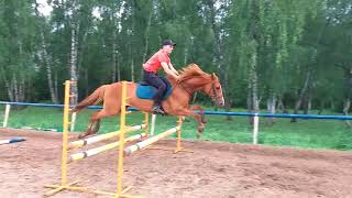 horse jumping training (прыжки на лошади)
