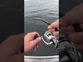 Welcher dicke Fisch lässt hier die Bremse in Norwegen kreischen? #shorts