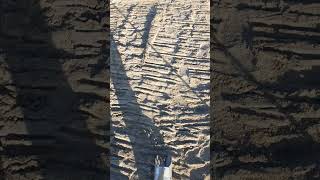 seated coins beach metal detecting