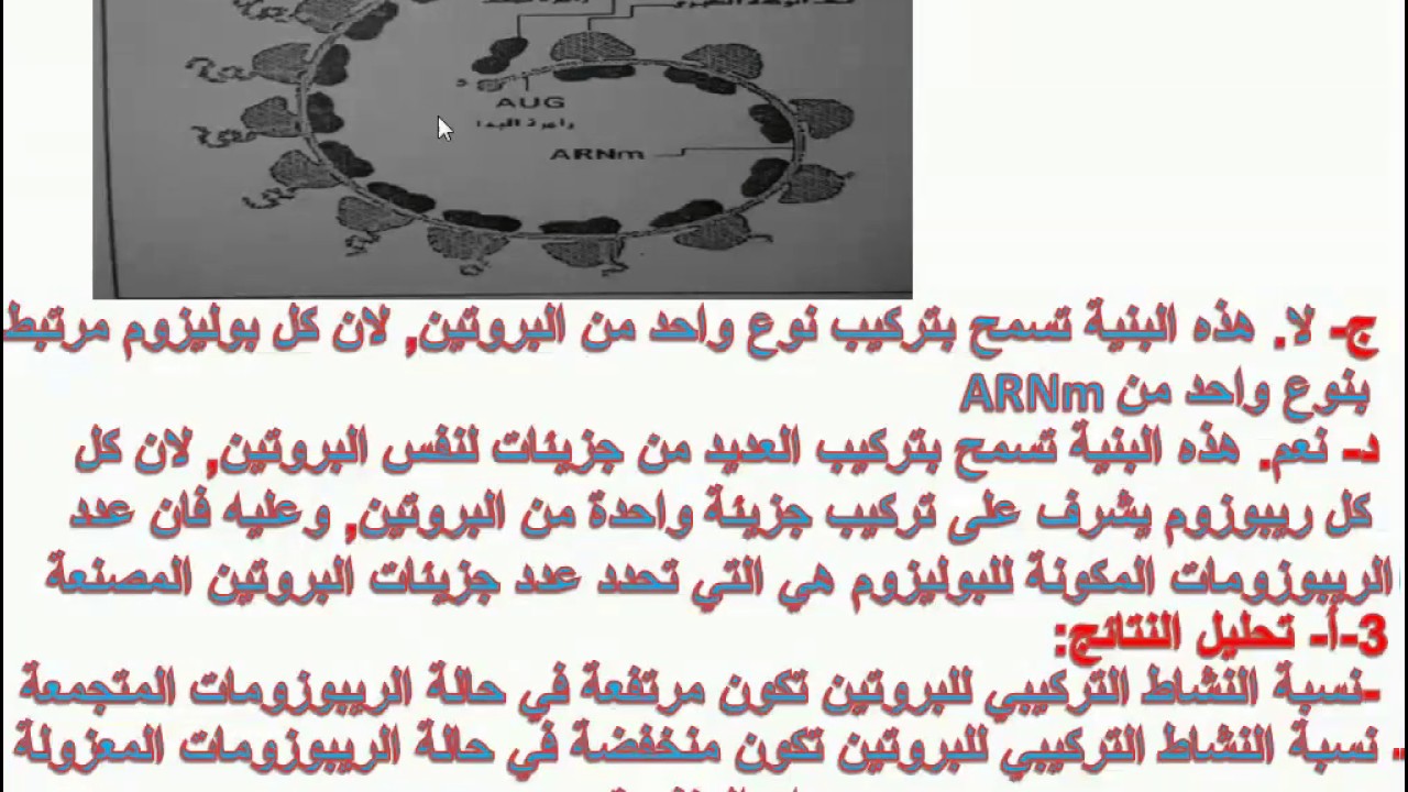 تمرين 4 تركيب البروتين