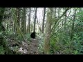 GardePro Trail Camera - Bears wrestling - 7