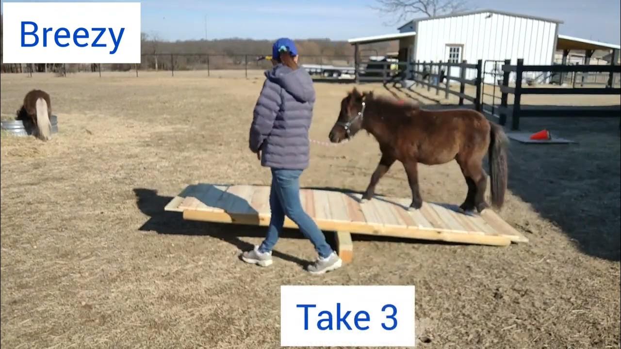 Mini Horse Teeter Totters YouTube
