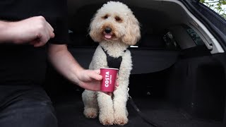 FIRST PUPPUCCINO FOR LABRADOODLE AFTER LOCKDOWN