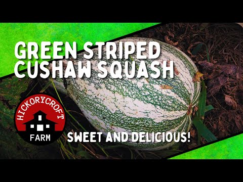 ვიდეო: Cushaw Squash-ის ჯიშები: რჩევები იმის შესახებ, თუ როგორ გავზარდოთ კუშაუს გოგრა