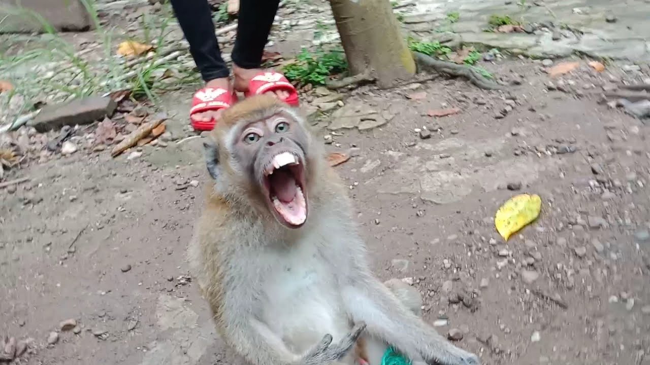 VIRAL...!!! BEGINILAH CARA PEJINAK MONYET LIAR TANPA HARUS RIBET