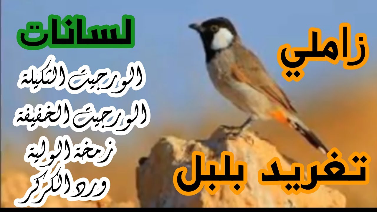 تغريد بلبل طور زاملي لسانات الورجيت الثكيلة ,,الورجيت الخفيفة ,,زمخة الولية ,,ورد الكركر