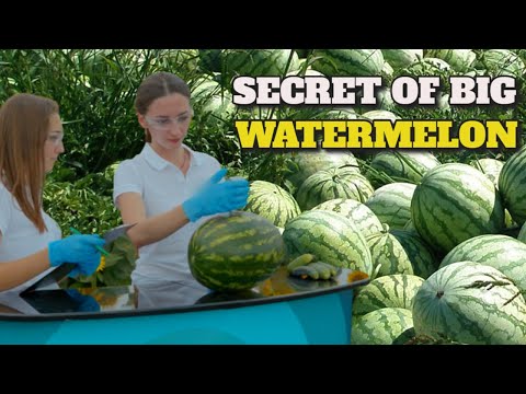 Method To Grow Watermelon The World Does Not Know About | Big Watermelon Fruits #watermelon