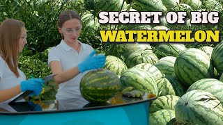 Method To Grow Watermelon The World Does Not Know About | Big Watermelon Fruits #watermelon