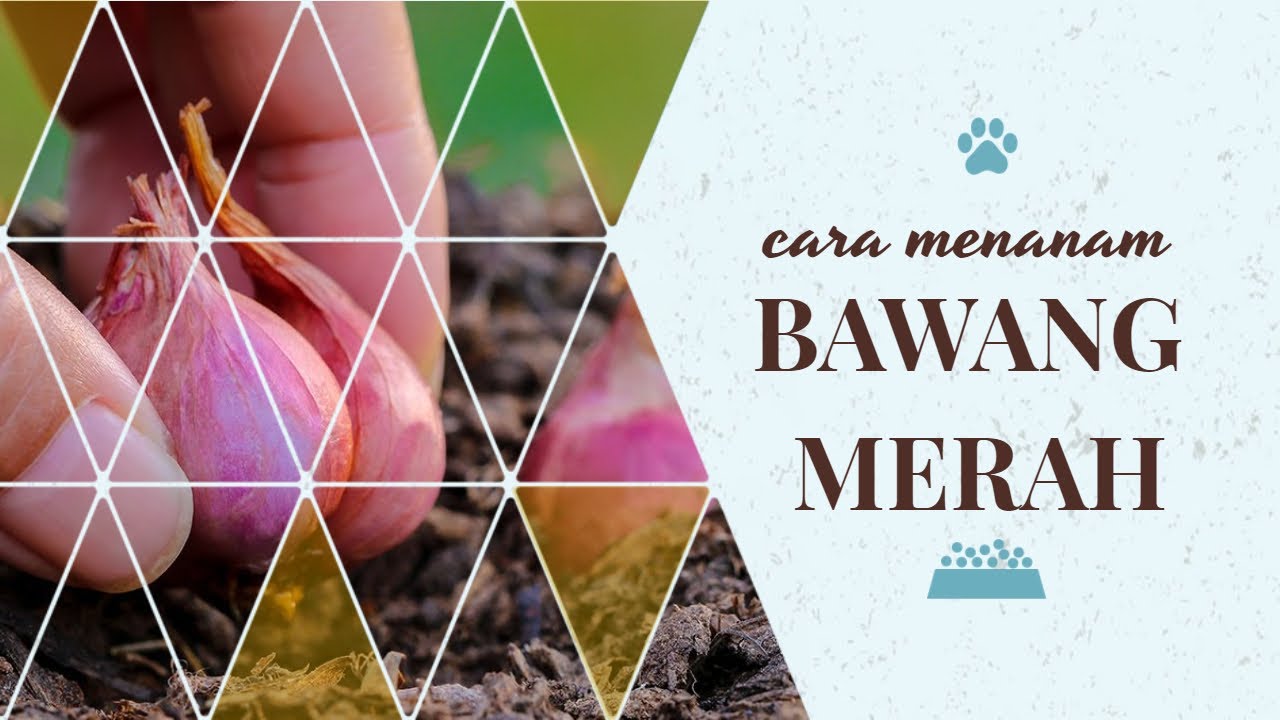Cara Menanam Bawang Merah Agar Cepat Tumbuh dan Panen Banyak 