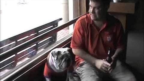 Clemson Tigers VS Georgia Bulldogs