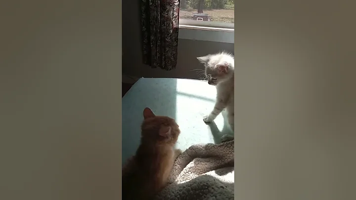 punk-n and crush at it again