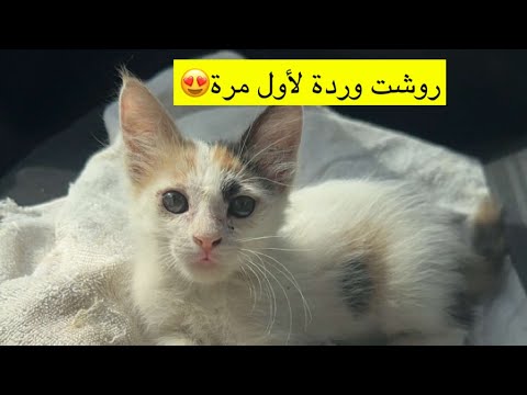 رحلة مع وردة روشتها وتقهويت