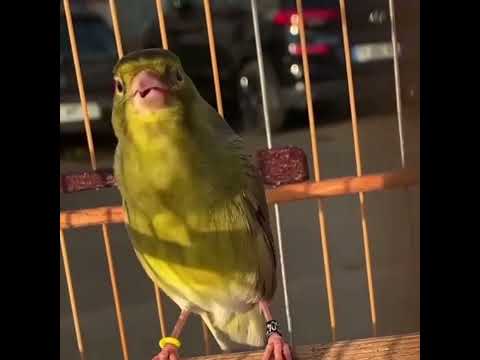 تغريد الكناري رهيب