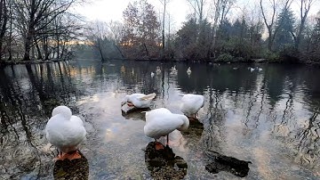 Duck #sounds with quacking and splashing on the river