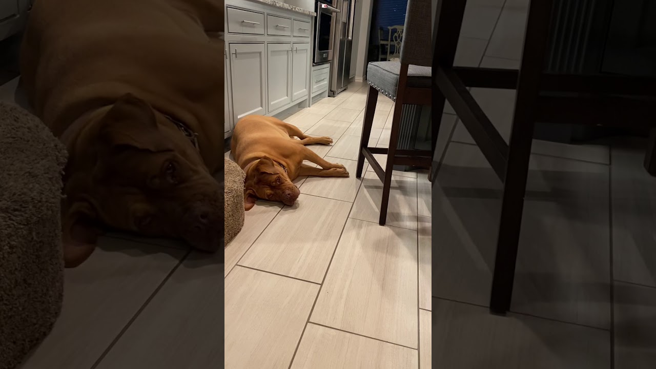 Lazy dog - YouTube
