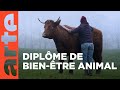 Le bientre animal un nouveau mtier   arte regards