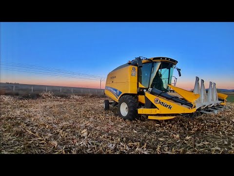 PİYASAYA TANELİK MISIR BİÇİYORUM! New Holland TC5.80