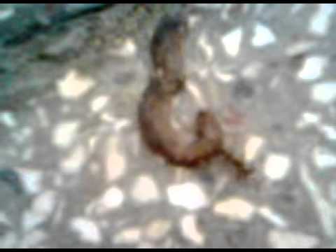 ყველაზე ღონიერი სულიერთა შორის