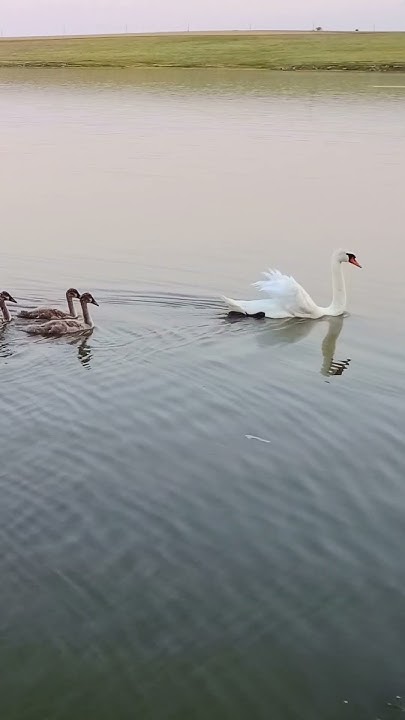Мама лебедь и дети на озере #nature #family #birds #swan #wildlife # ...