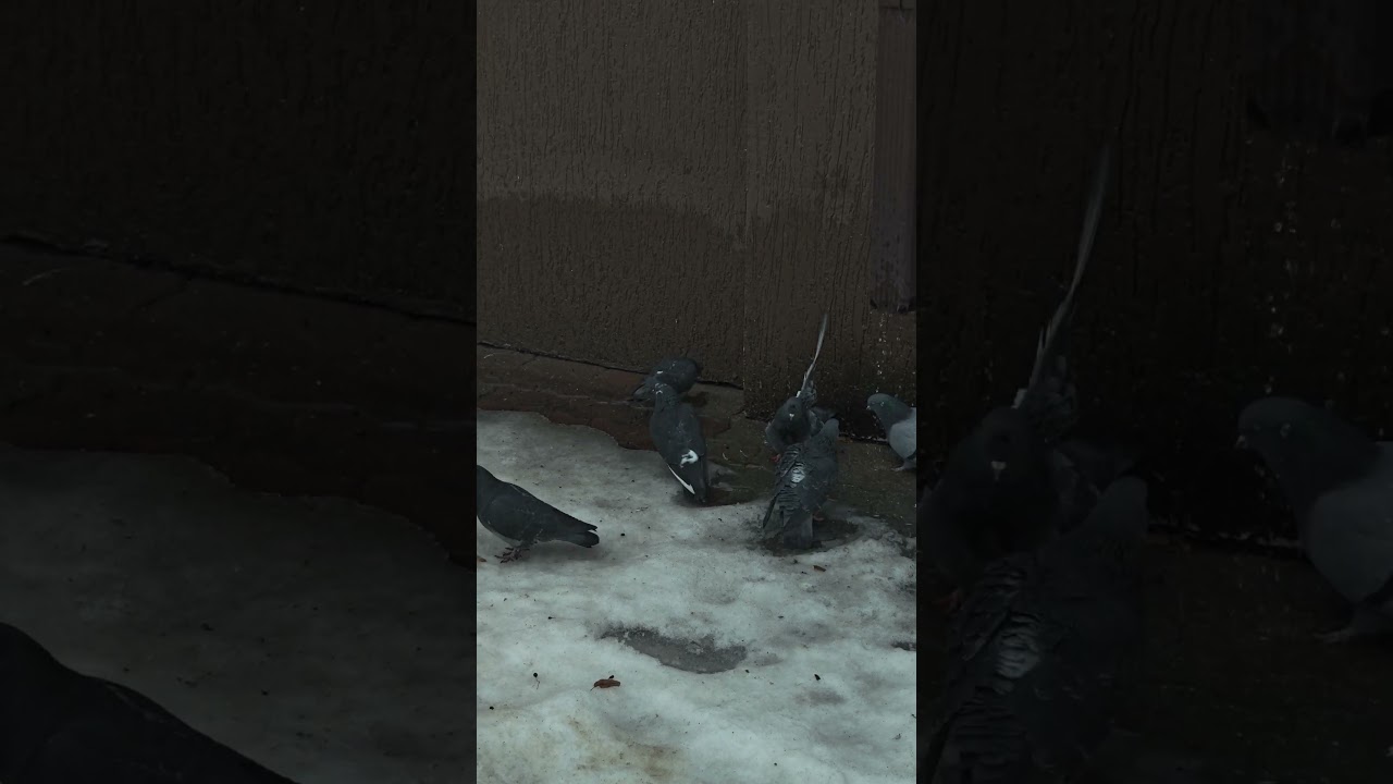 Февраль.Белгород.Курание голубей!)