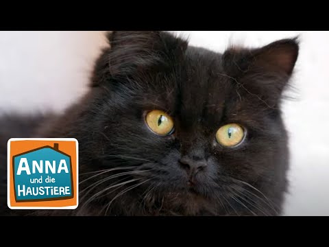 Video: Katzen im Blick: Maine Coon