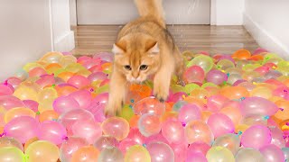 Cats vs Water Balloon Floor Compilation