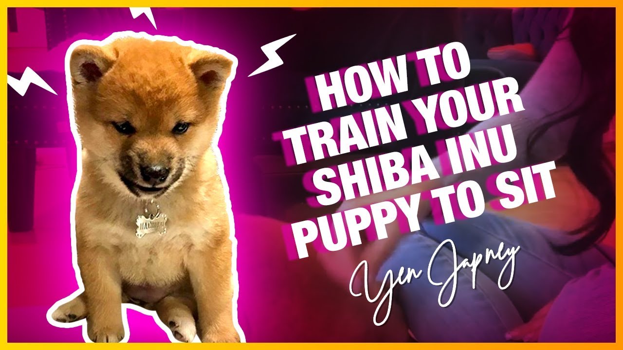HOW TO TRAIN YOUR SHIBA INU PUPPY TO SIT YouTube