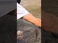 🎣 Fishing in river #shortsYOUR                                  fishing in river videos