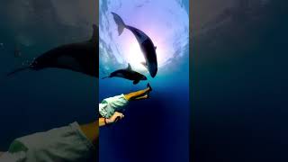 Diver Surrounded By Curious Orcas During Encounter